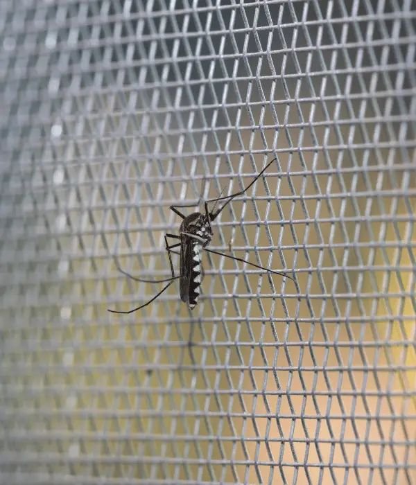 Mosquito Net Installation Coimbatore